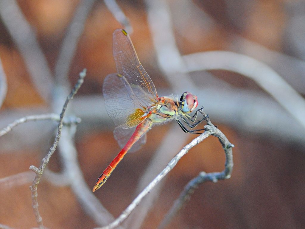 Sympetrum fonscolombii ?  S, maschio